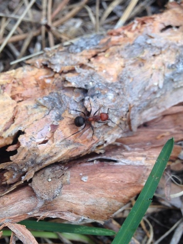 iNaturalist observation photo of Wood, Mound, and Field Ants