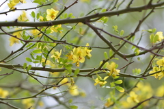 Parkinsonia texana macra