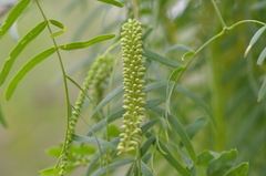 Parkinsonia texana macra