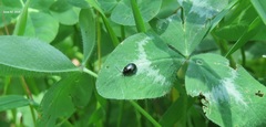 Hemipyxis plagioderoides