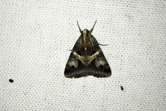 Drasteria grandirena