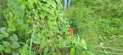 Dicliptera sexangularis