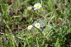 Erigeron flagellaris