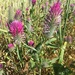 Trifolium purpureum - Photo (c) nadzeyali, μερικά δικαιώματα διατηρούνται (CC BY-NC)