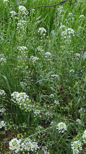 Image of Capsella grandiflora by (c) Andrea Mologni, some rights reserved (CC BY-SA)
