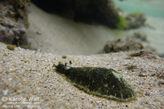 Dolabrifera dolabrifera