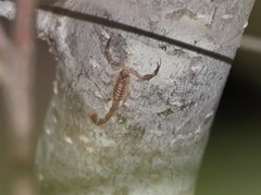 Centruroides bani