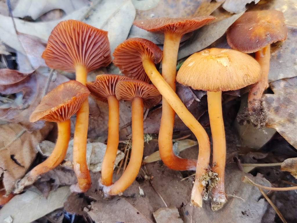 Hygrophorus cokeri