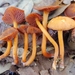 Hygrophorus cokeri - Photo (c) Jacob Kalichman, some rights reserved (CC BY-NC), uploaded by Jacob Kalichman