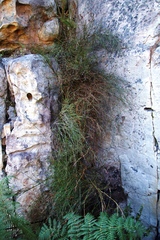 Restio gaudichaudianus