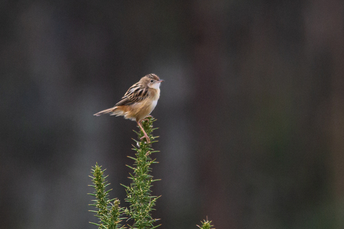 Cistícola buitrón (Cisticola juncidis)
