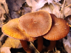 Hygrophorus cokeri