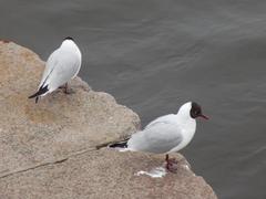 Chroicocephalus ridibundus
