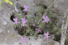 Viola cazorlensis