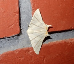 Ourapteryx marginata