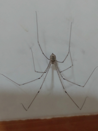 Tailed Cellar Spider