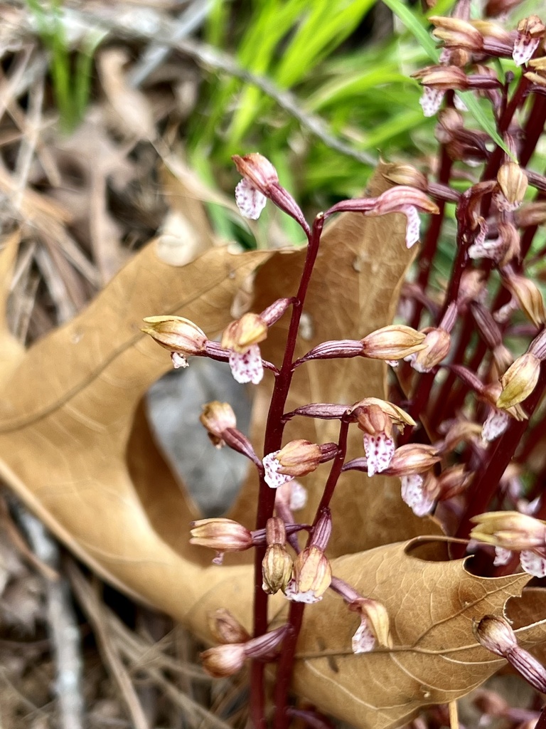 Spring coralroot from cherokee national forest hampton tn us on
