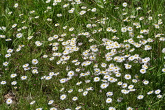 Erigeron flagellaris