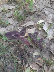 Trifolium physodes