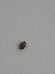 Anthrenus verbasci