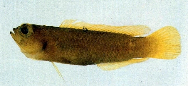 Amsichthys