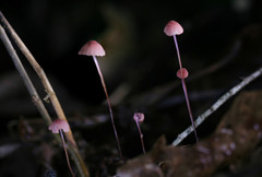 Marasmius pulcherripes