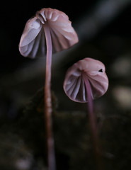 Marasmius pulcherripes