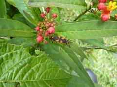 Oncopeltus sandarachatus