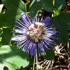 Passiflora amethystina