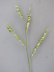 Urochloa trichopus