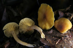 Cantharellus appalachiensis