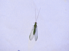 Chrysopodes