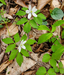 Anemonoides lancifolia