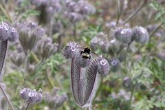 Bombus crotchii