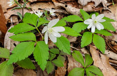 Anemonoides lancifolia