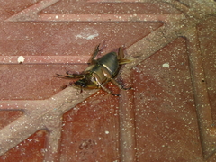 Chrysina resplendens