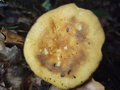 Russula ballouii
