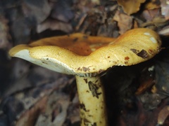 Russula ballouii