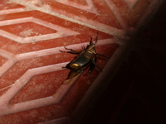 Chrysina resplendens