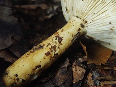 Russula ballouii