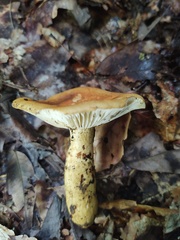 Russula ballouii