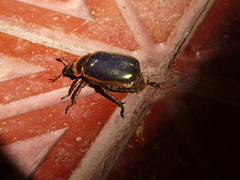 Chrysina resplendens