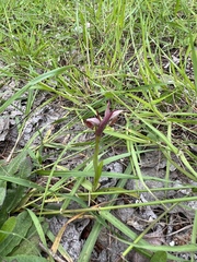 Serapias strictiflora