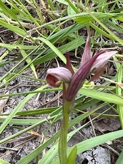 Serapias strictiflora