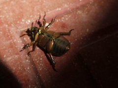 Chrysina resplendens