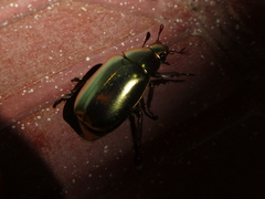 Chrysina resplendens