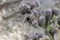 Bombus crotchii