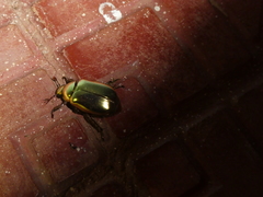 Chrysina resplendens