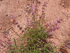Syncolostemon canescens