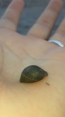 Clypeolum latissimum